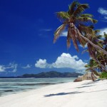 pam-tree-caribbean-beach